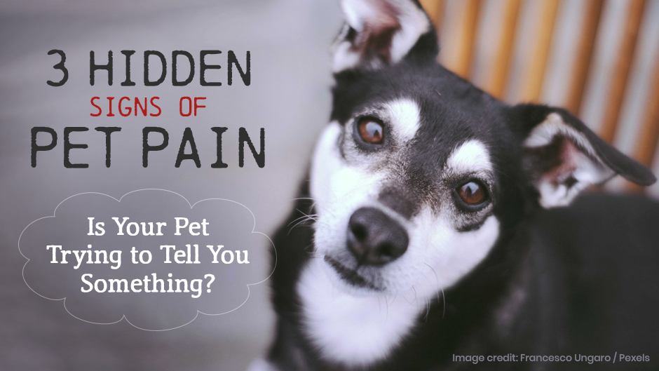 3 Hidden Signs of Pet Pain
