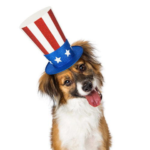 Cute Dog Wearing American Patriotic Hat