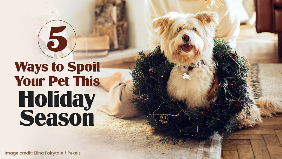 Spoil Your Pet This Holiday Season