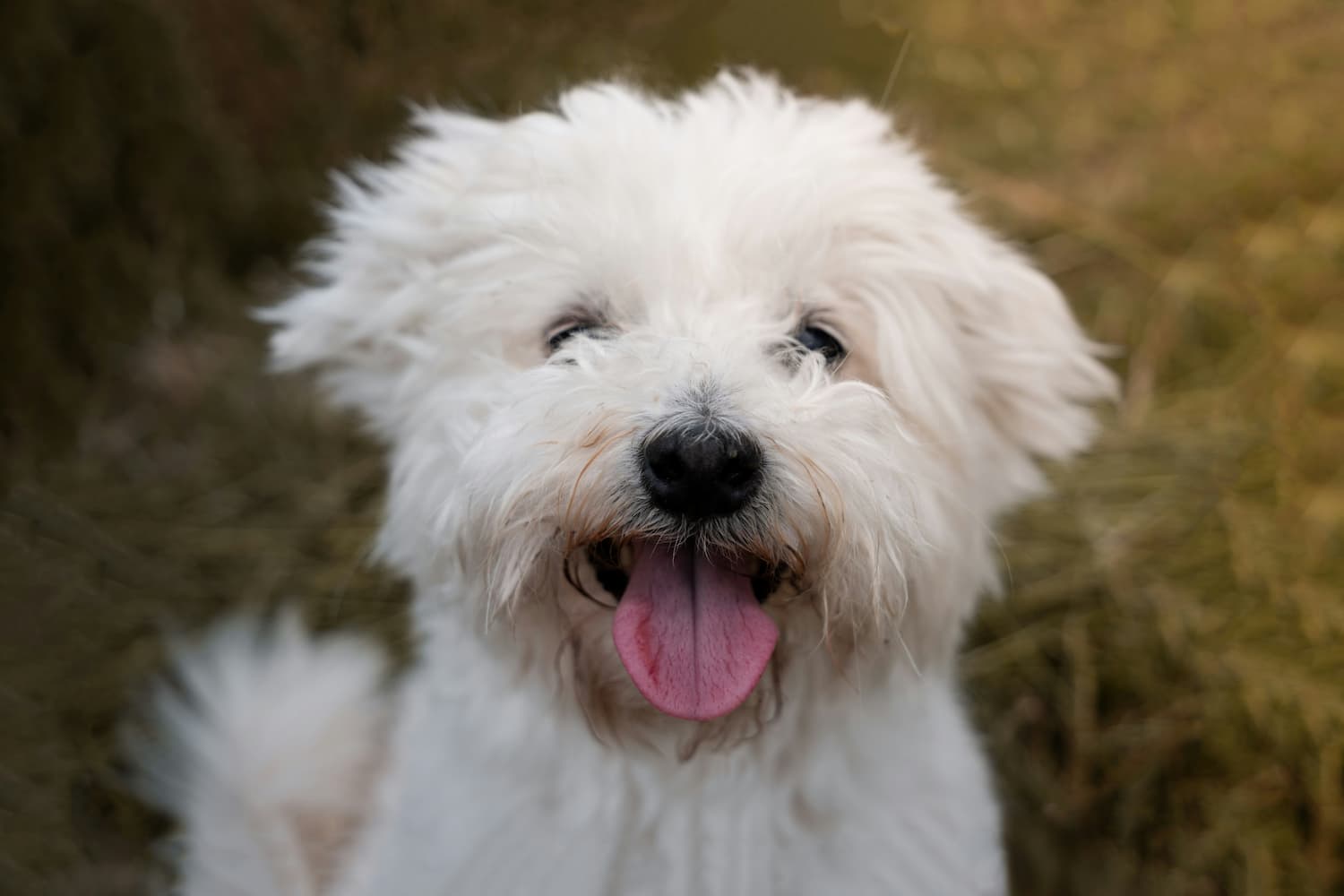 smiling white dog