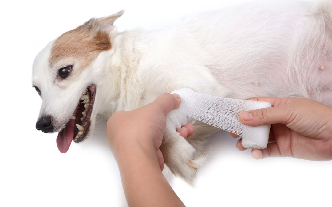 Essential Pet First Aid Skills Every Owner Should Learn