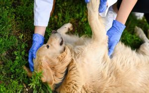 Pet First Aid: Essential Skills Every Owner Should Know