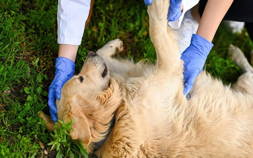 Pet First Aid: Essential Skills Every Owner Should Know