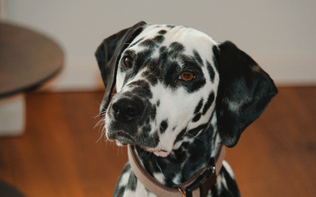 Understanding Pet Anxiety: Causes, Symptoms, and Solutions