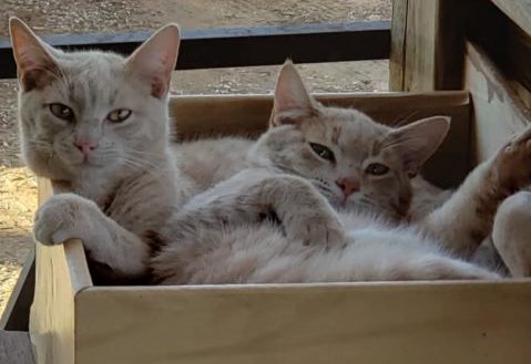 Two Cats Two Cats
