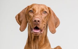 What Should I Do If My Dog Is Having a Seizure?