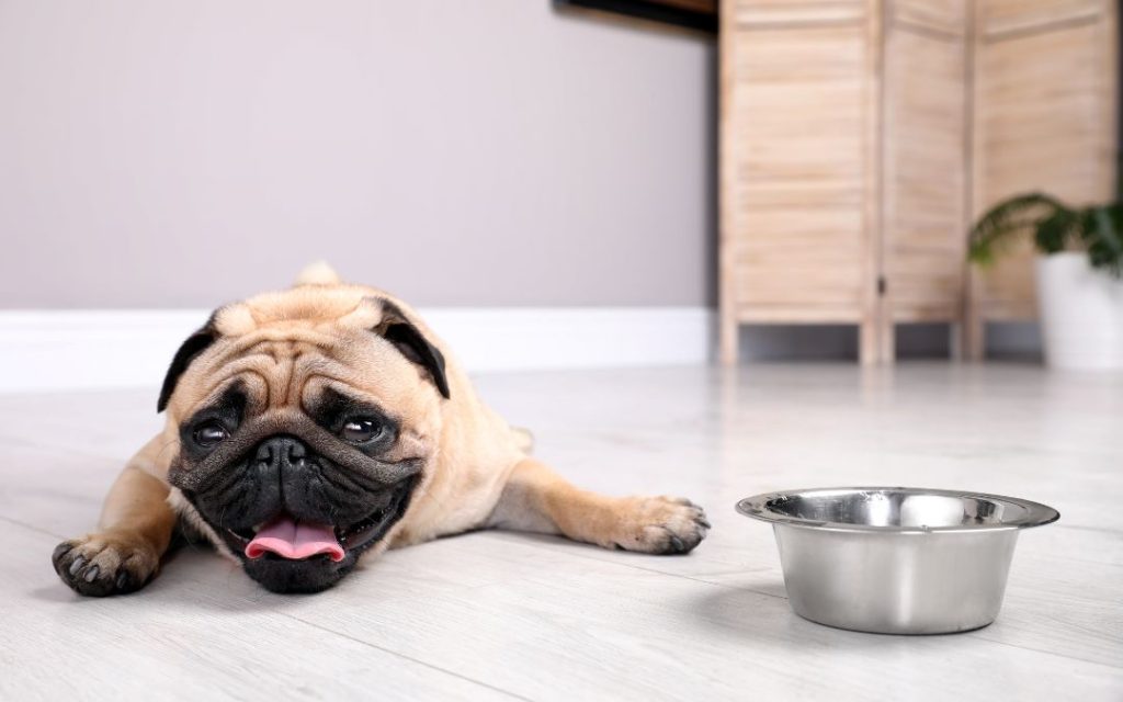 Is My Pet Dehydrated