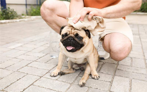 Can Pets Get Heatstroke? What Every Owner Needs to Know