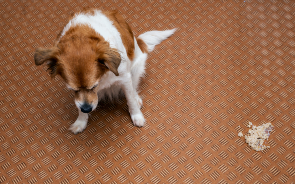 Pets a Medical Emergency