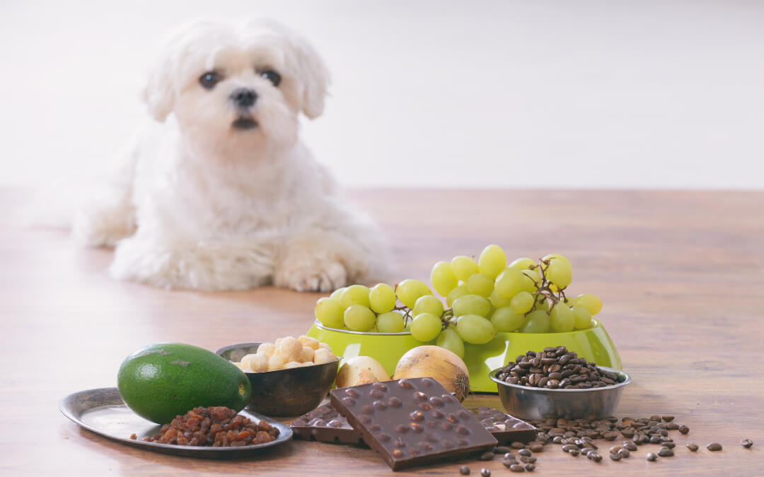 How Do I Know If My Pet Ate Something Toxic