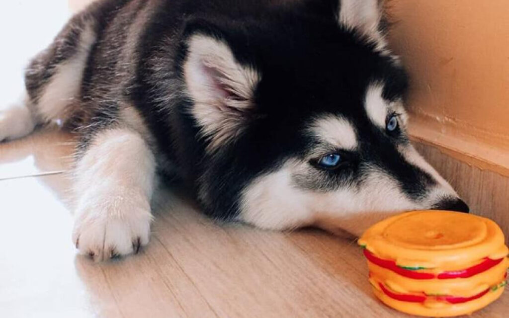 What to Do If You Suspect Pet Toxin Ingestion