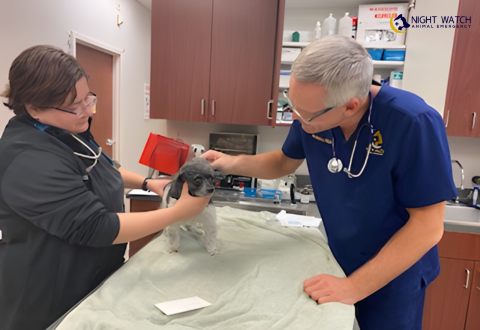 Benefits of Our In-House Veterinary Diagnostic Labs