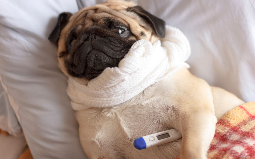 How Can I Tell If My Pet Has a Fever?