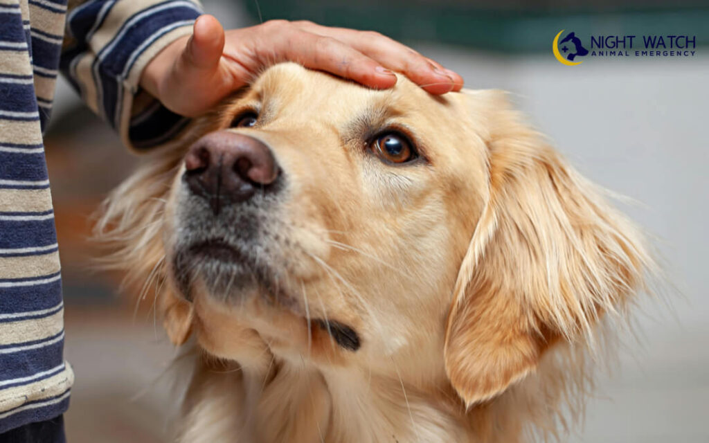 How to Help Your Pet Before You Reach the Vet