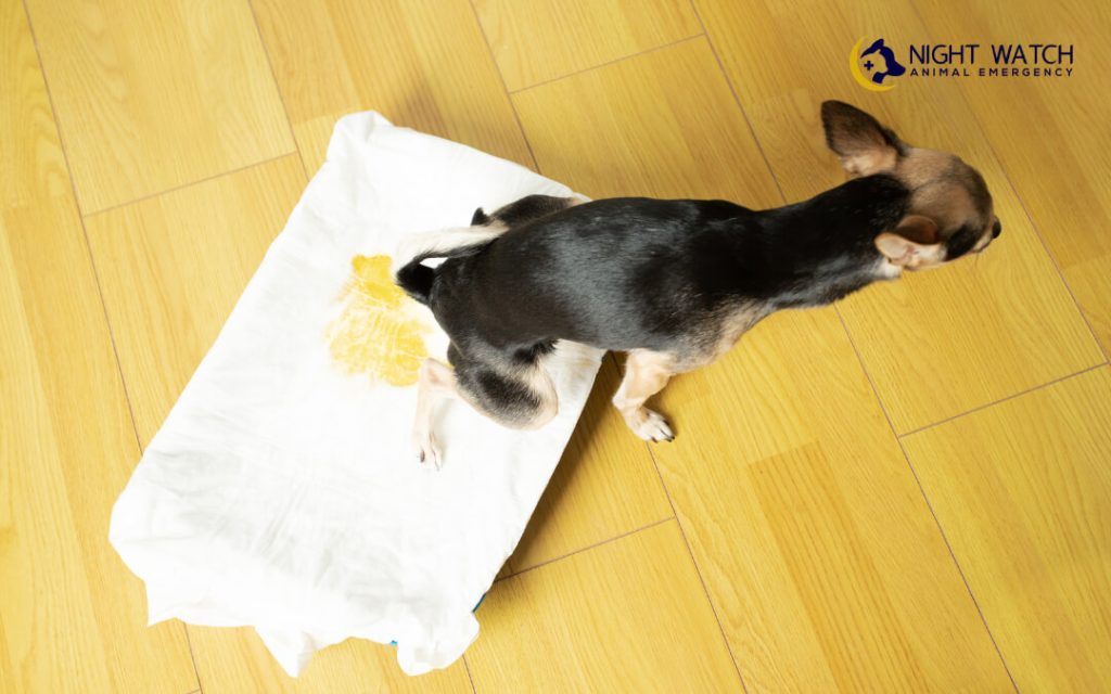 Is Your Pet Having Trouble Urinating