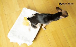 Is Your Pet Having Trouble Urinating? Here’s What It Could Mean