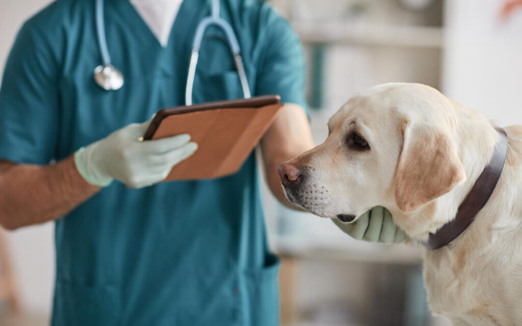 When to Call the Vet and What to Expect
