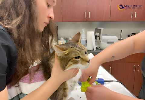 Why Choose Our Pet Pathology Lab_