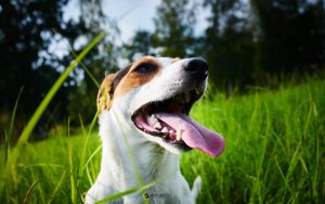 Why Is My Pet Breathing Fast and When Should I Call the Vet?