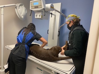 Night Watch Elite Animal Emergency