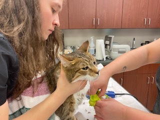 Night Watch Elite Animal Emergency