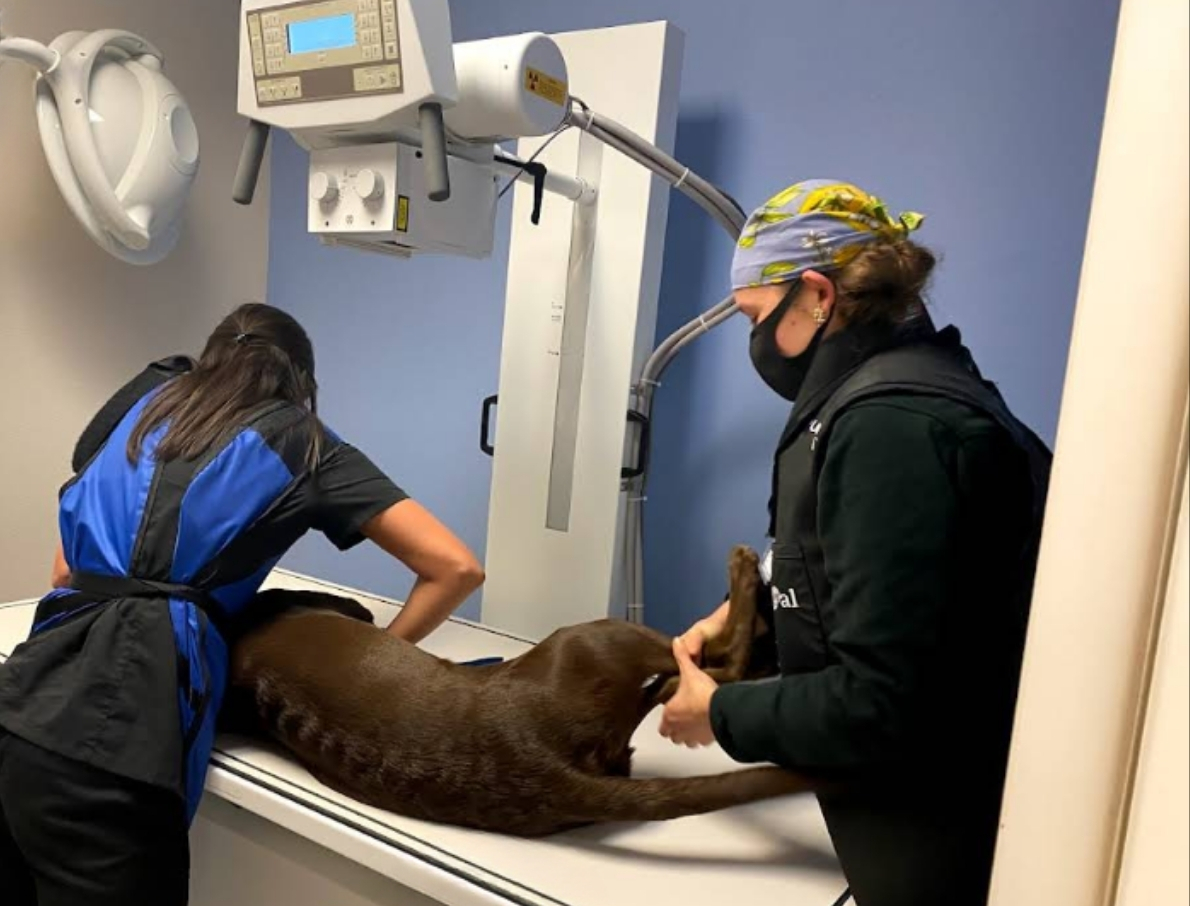 Expert Radiology Services for Your Pet’s Health in San Antonio