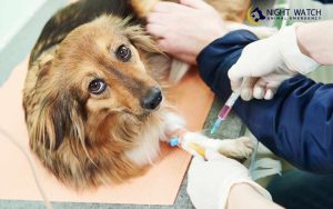 How Routine Blood Tests Detect Hidden Health Issues in Pets