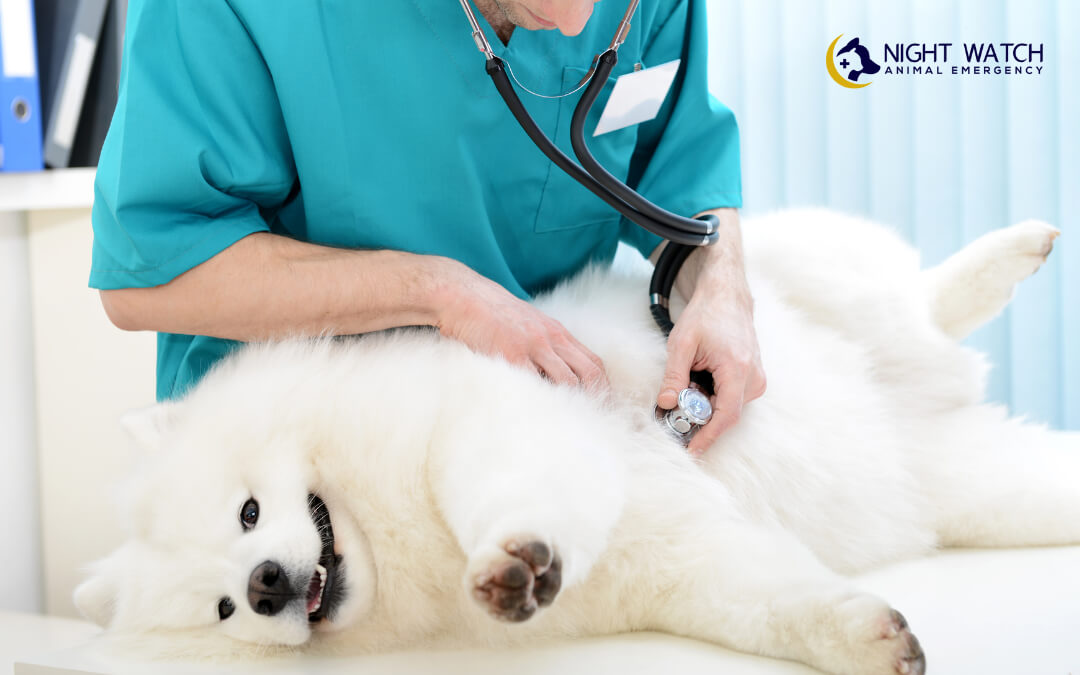 How Veterinarians Diagnose Internal Bleeding