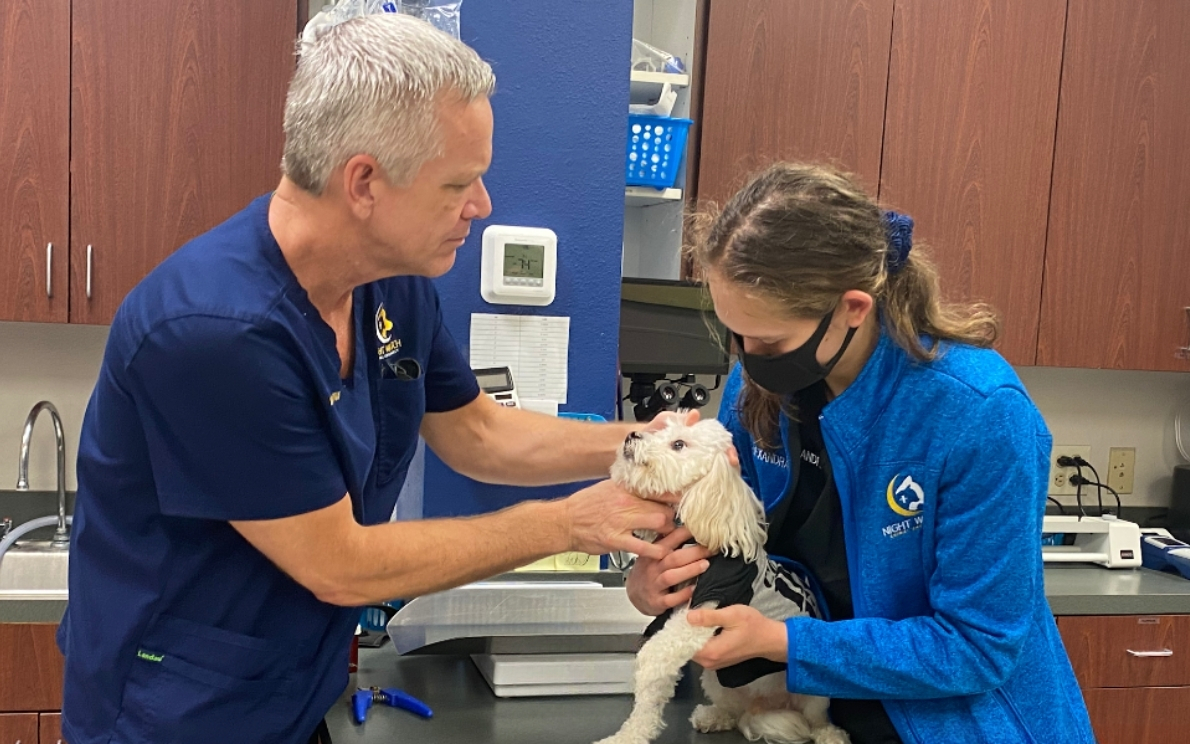 Pet Critical Care San Antonio