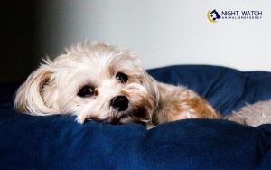 What Are the Warning Signs of Internal Bleeding in Pets?