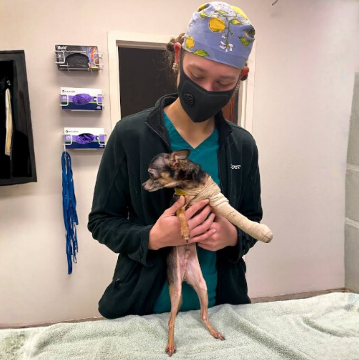 Why Choose Night Watch Elite Animal Emergency