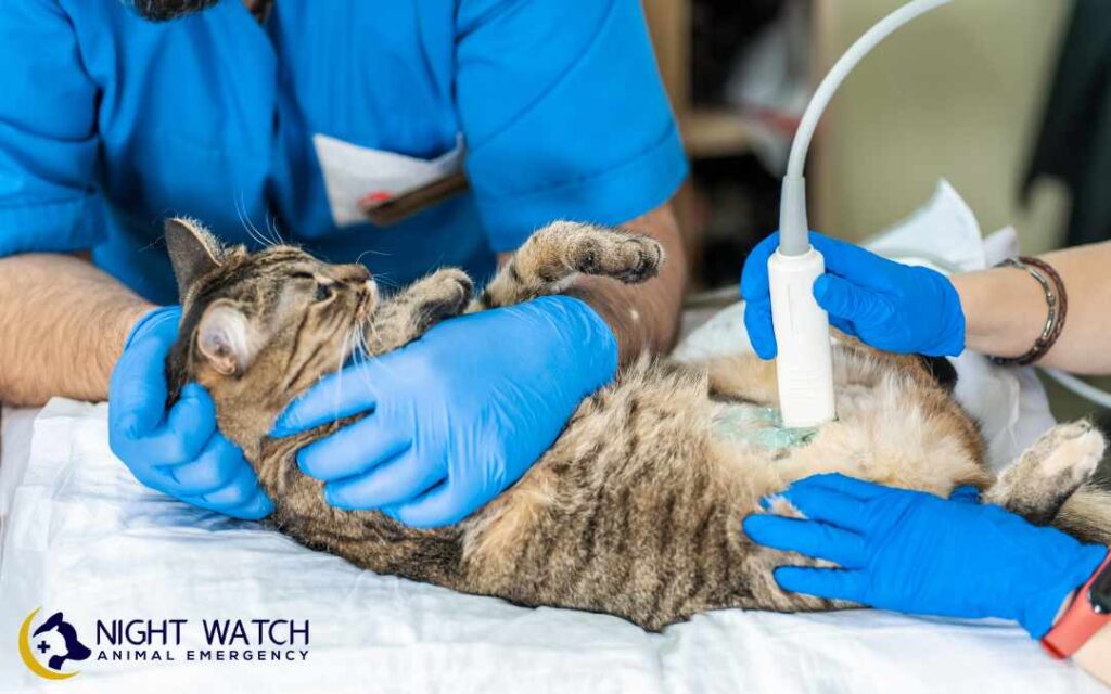 Benefits of In-House Diagnostics at Emergency clinics