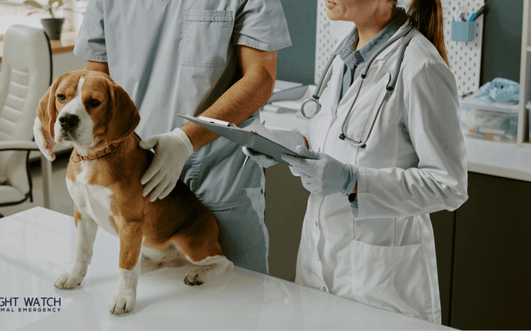 Decoding Your Pet’s Clinical Pathology Lab Results: What It All Means