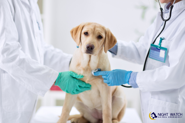 How Vets Diagnose the Underlying Cause