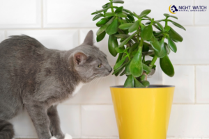 Poisonous Plants for Pets: Hidden Dangers Inside and Outside Your Home