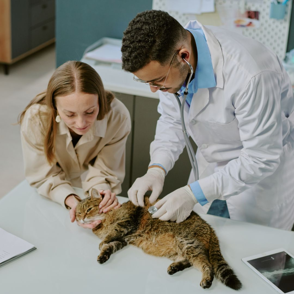 What Happens at an Emergency Vet Visit for a Cat Not Eatin