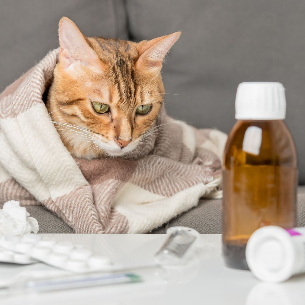 When Does a Cat Not Eating Become an Emergency?