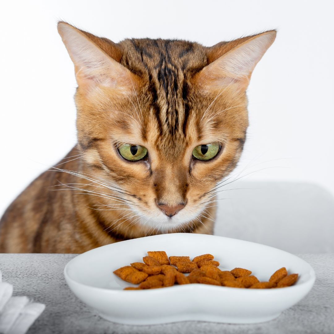 Cat Not Eating for 24 Hours? When It Becomes an Emergency