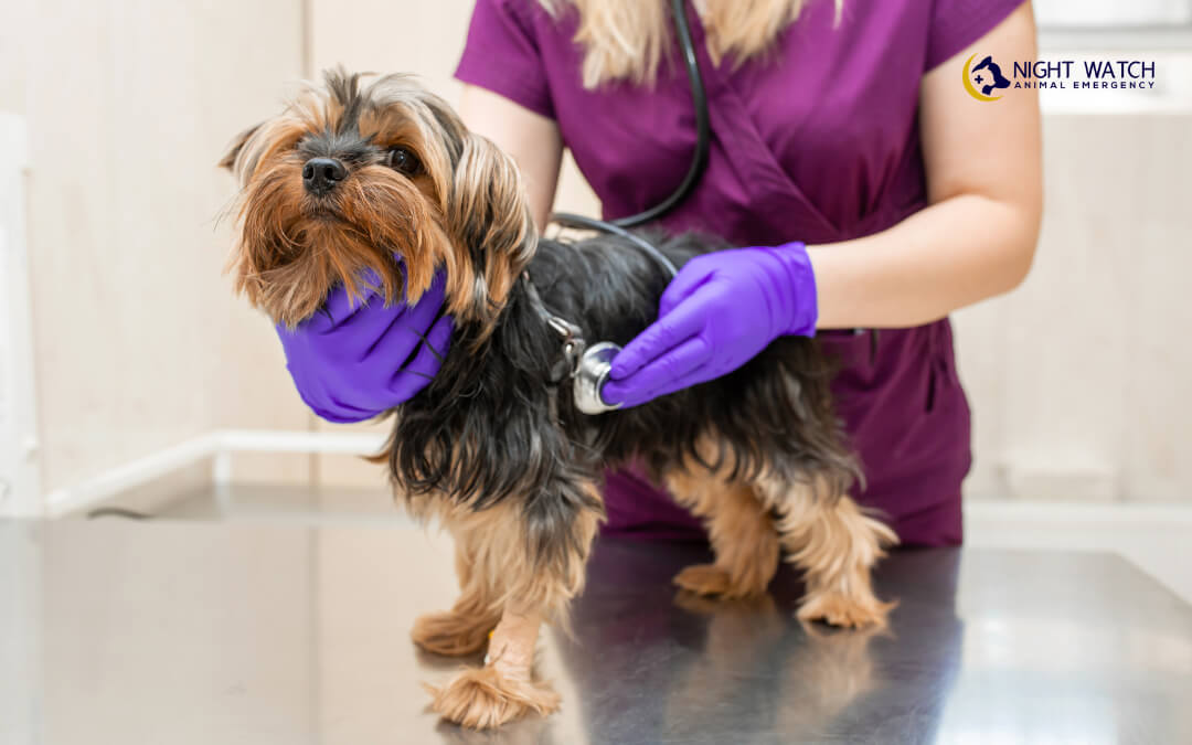When to Use Advanced Diagnostic Testing for Your Pet's Health