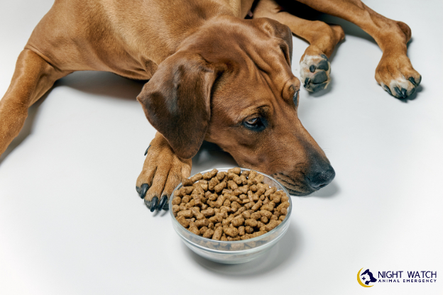 Why Is My Dog Not Eating_ Common Causes and When to Seek Emergency Care