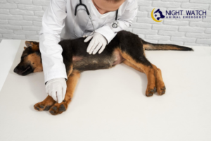 Emergency Care for Bloat in Dogs: The Signs You Can’t Ignore