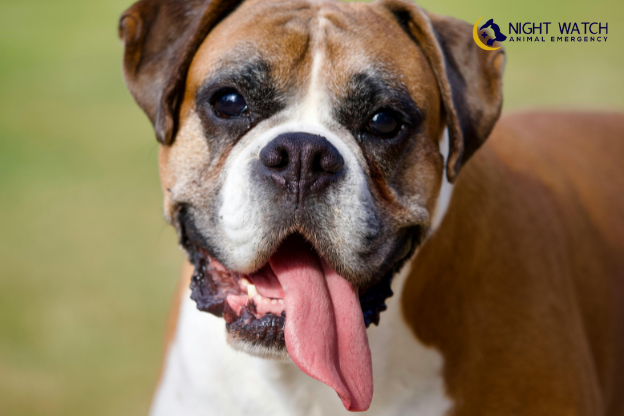 Why Is My Dog Panting Excessively at Night?