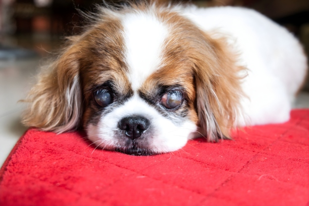 Is Sudden Blindness in Dogs an Emergency?