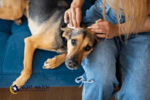 Recognizing Stroke Symptoms in Pets and What To Do Right Away