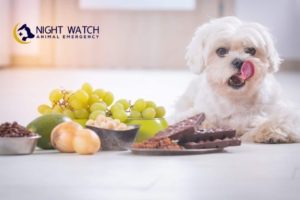 Top Household Foods That Can Poison Your Dog — A Quick Safety Guide