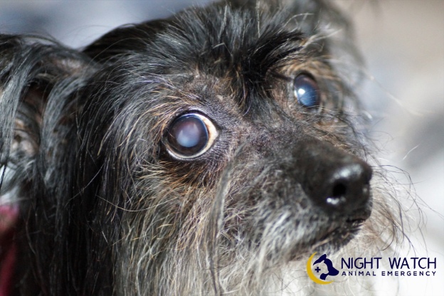 Understanding Sudden Blindness in Dogs: Causes, Signs, and Urgent Care Tips