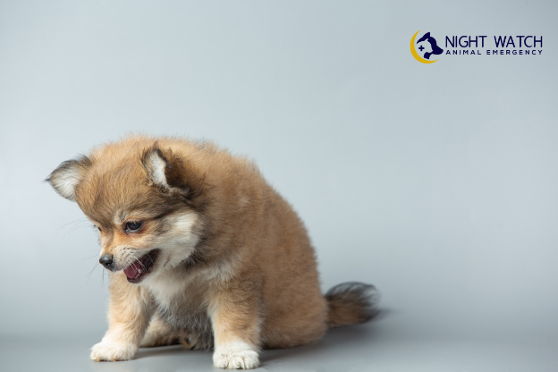 What Will An Emergency Vet Check First?