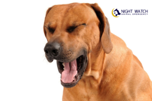 Why Is My Dog Coughing? When It’s a Sign of an Emergency