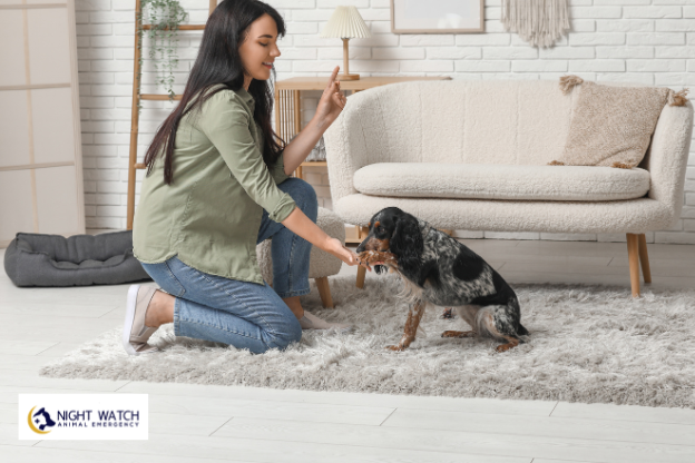 How Can You Keep Your Senior Pet Comfortable at Home?