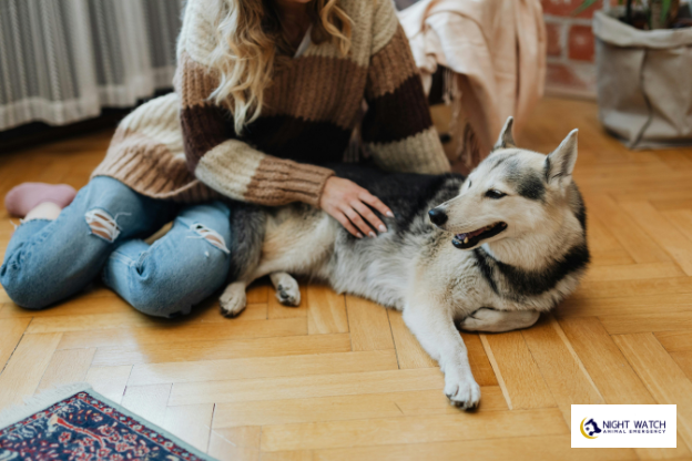 How Does Preventive Care Change for Senior Pets?